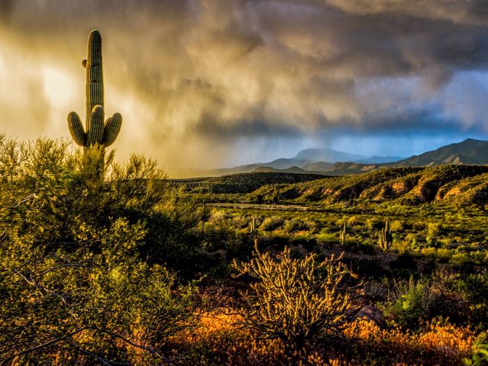 Storm over Roosevelt Lake with Saguaro cactus in foreground