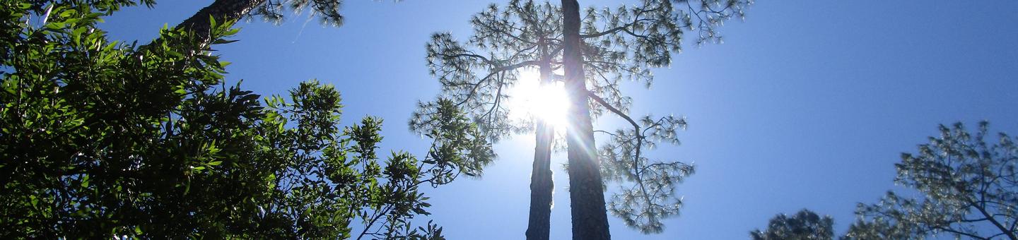 Tall pine trees in the sunlight