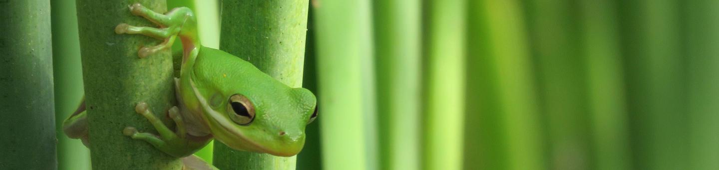 Green Tree Frog, Aransas National Wildlife RefugeAransas National Wildlife Refuge