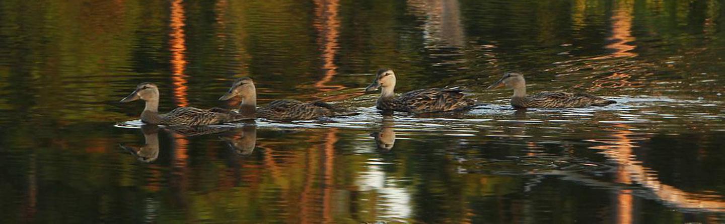 Ducks on pond, Big Branch Marsh National Wildlife RefugeBig Branch Marsh National Wildlife Refuge