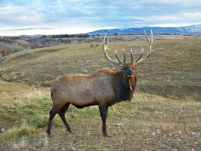 Elk, Bighorn MountainsBighorn Mountains