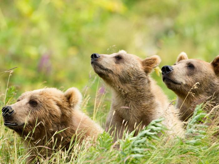 Kodiak National Wildlife RefugeMother Kodiak brown bear with 2 cubs sniff for scents