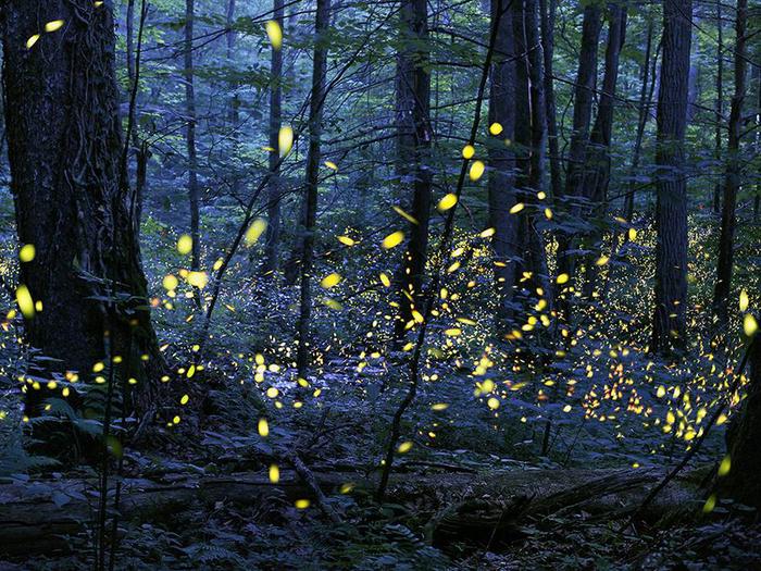 Firefly eventThe production of light by living organisms is called bioluminescence. Fireflies are a good example of an organism that bioluminesces, but there are others as well, such as certain species of fungus, fish, shrimp, jellyfish, plankton, glowworms, gnats, snails, and springtails.

Bioluminescence involves highly efficient chemical reactions that result in the release of particles of light with little or no emission of heat. Fireflies combine the chemical luciferin and oxygen with the enzyme luciferase in their lanterns (part of their abdomens) to make light. The light produced is referred to as a "cold" light, with nearly 100% of the energy given off as light. In contrast, the energy produced by an incandescent light bulb is approximately 10% light and 90% heat.

No one is sure why the fireflies flash synchronously. Competition between males may be one reason: they all want to be the first to flash. Or perhaps if the males all flash together they have a better chance of being noticed, and the females can make better comparisons.