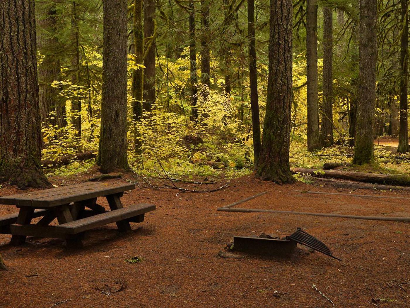 Campground | Paradise Creek Campground, Gifford Pinchot National Forest