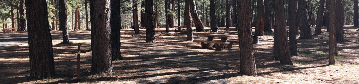 Picnic table, fire pit, and driveway for North Rim Campground, Site 41.