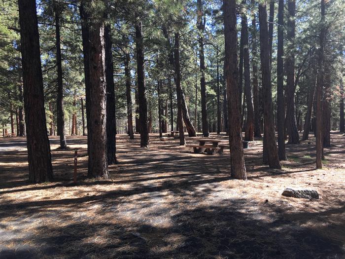 Picnic table, fire pit, and driveway for North Rim Campground, Site 41.
