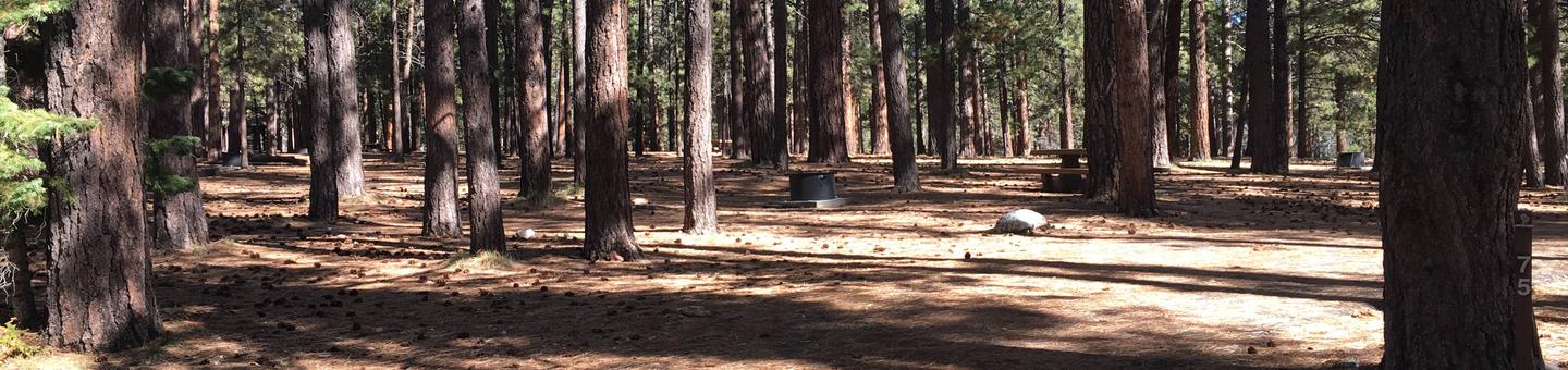 Picnic table, fire pit, and driveway for North Rim Campground, Site 75.