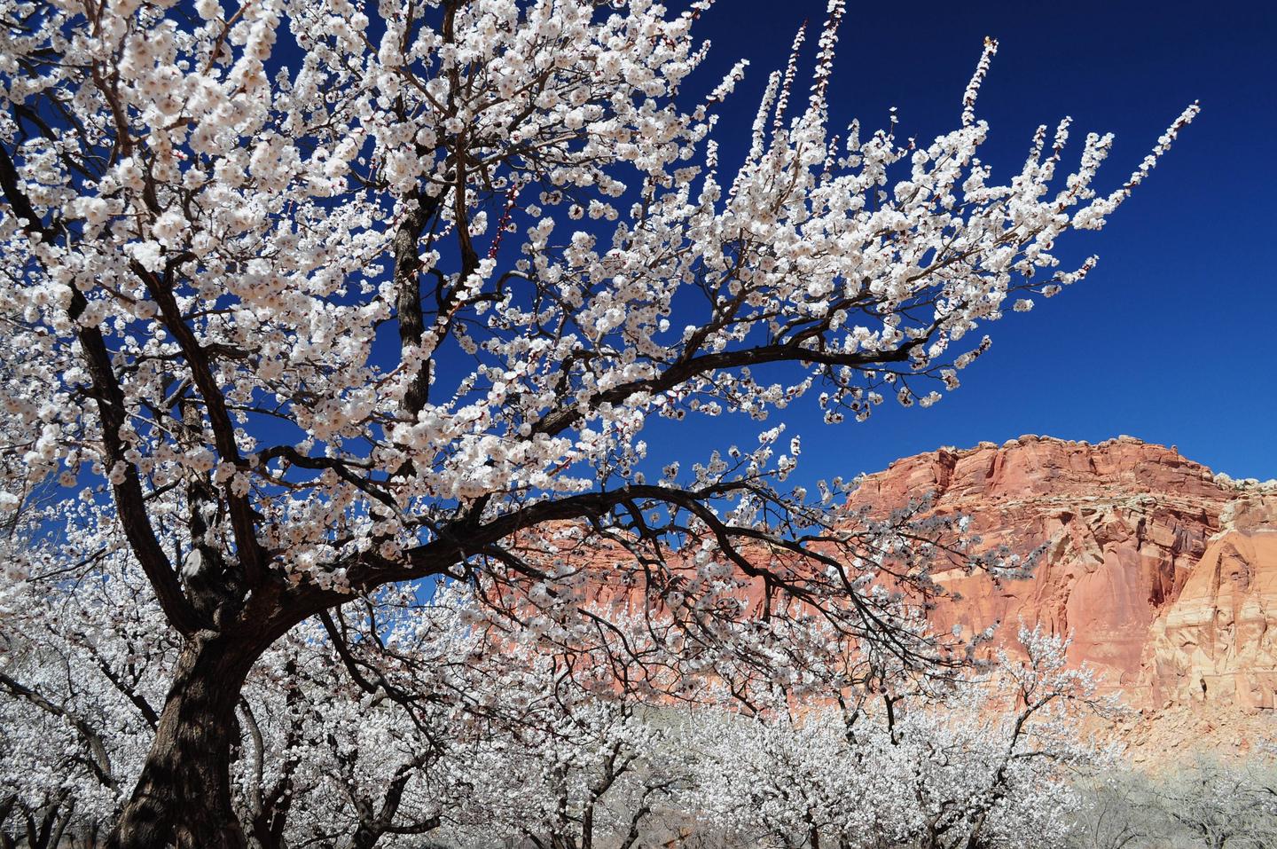 A singular tree with white flowers on it is the focus, many similar trees are behind it. In the background is a red rock cliff. The sky is a rich blue.Peach Tree in bloom near Fruita Campground