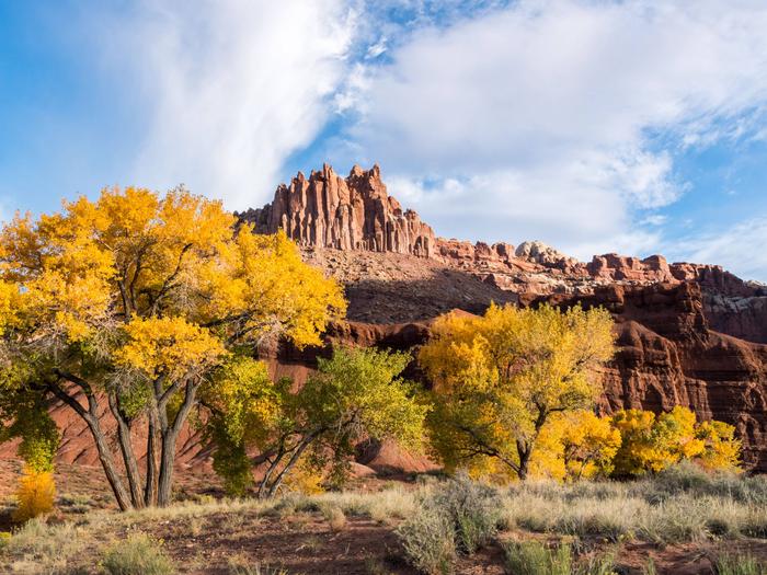 Trees with yellow leaves are centered in the image. Red rock formations rise above the treetops towards a blue sky with puffy clouds. Red clay and desert brush make up the foreground.Autumn colors contrast with red rock formations