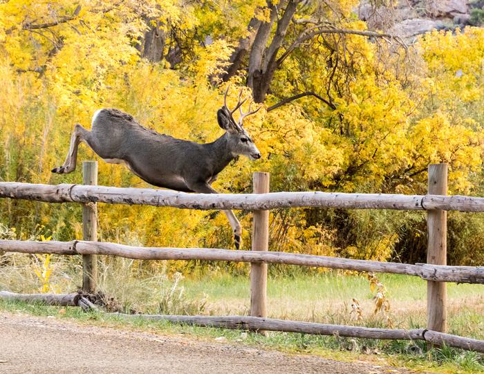 A young buck leaps over a fence. Trees with yellow leaves are in the background.Wildlife near Fruita Campground