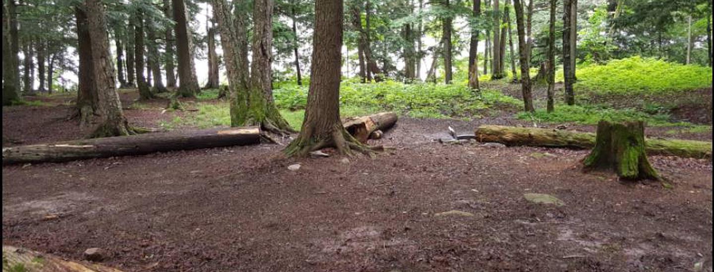 Cedar 1 Campsite photo.Large hemlocks, not much underbrush, and room at the campsite for no more than two tents.