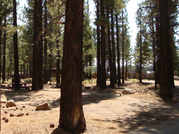 Old Shady Rest Campground SITE 24