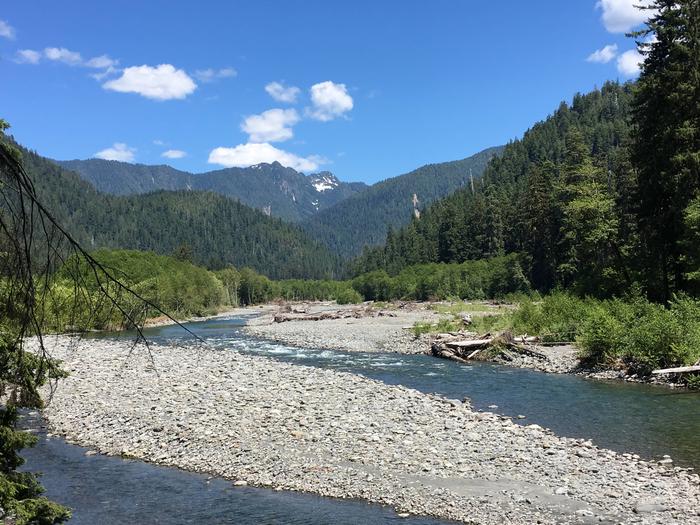 A river surrounded by forest on a summer blue sky day.North Fork Quinault River