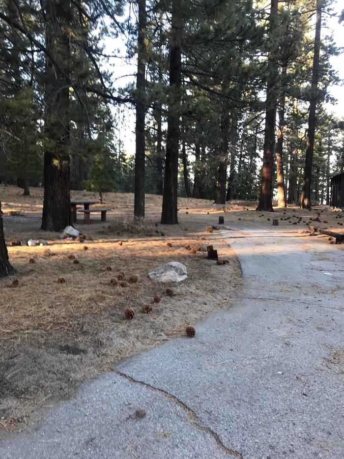 Mt Pinos Campground Site 8