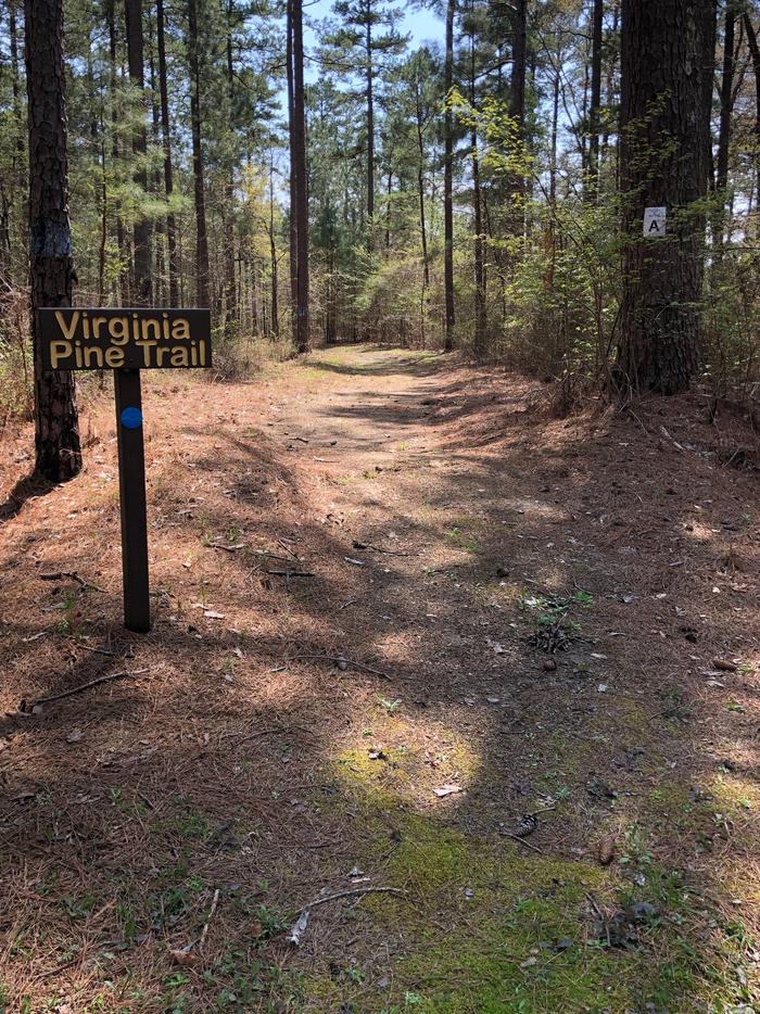 Virginia Pine Trail