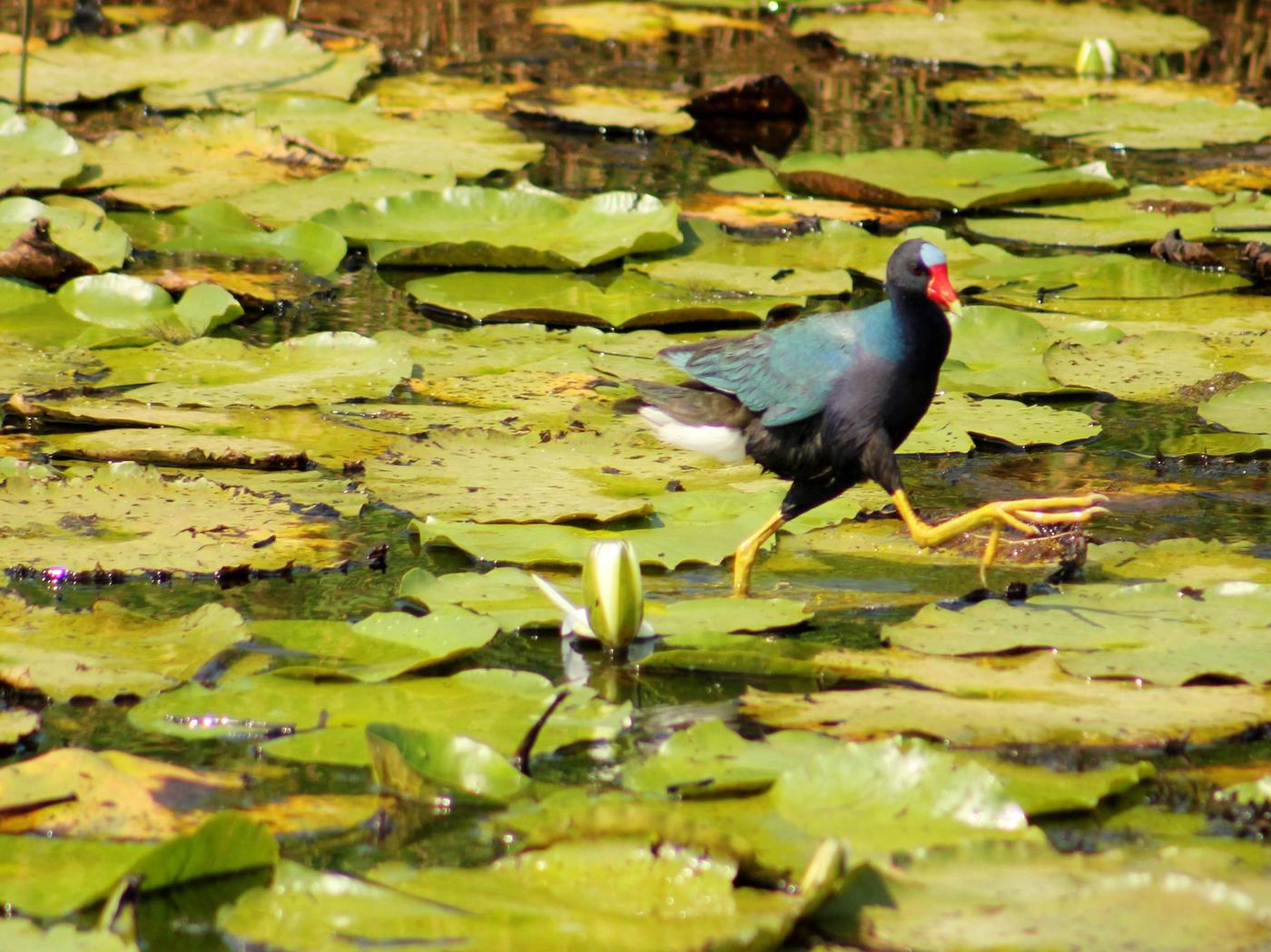 Lacassine National Wildlife Refuge, Louisiana - Recreation.gov