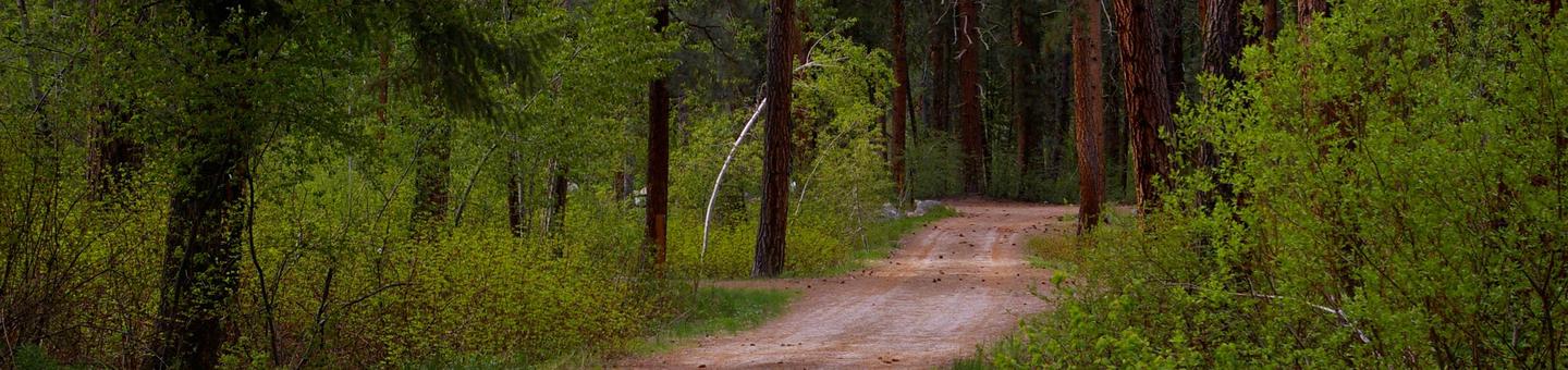 Groomed roads take you into the sites where you will find plenty of trees, shade and accommodations for your stay.Dog Creek Campground