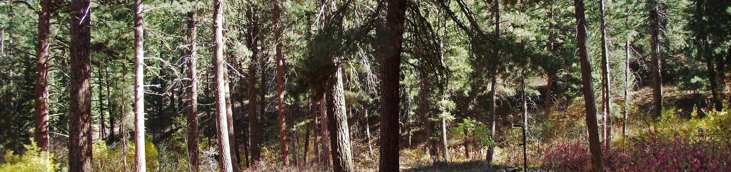 Tall pine trees provide plenty of shade around picnic table, firepit and BBQ stands with trails nearby.Dog Creek Campground