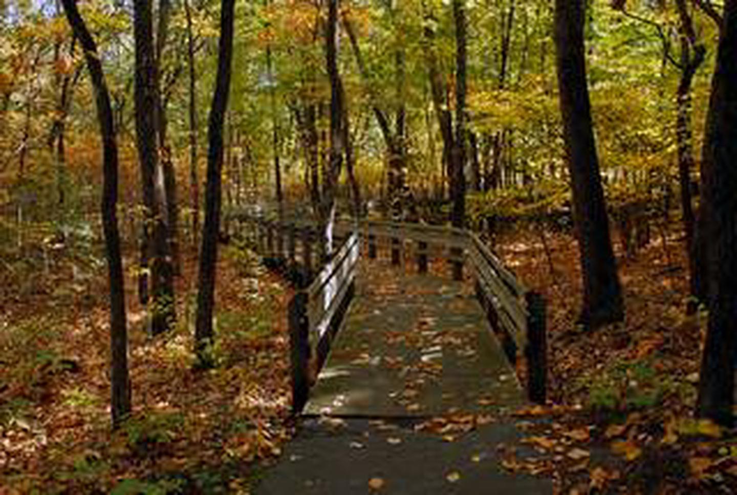 Wooded trail in the fall.