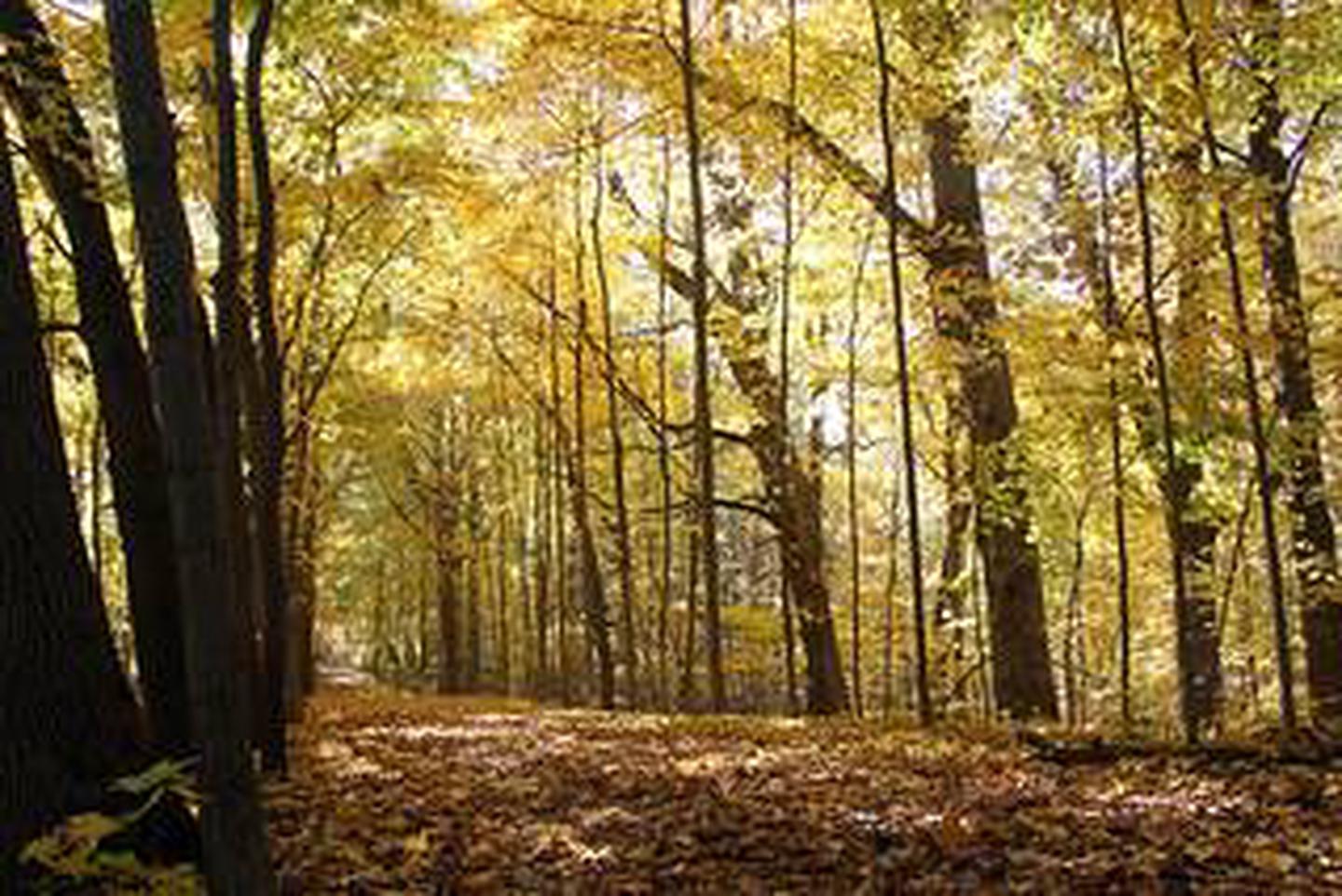 Chellberg Farm Trail in the fall in Indiana Dunes National Lakeshore.