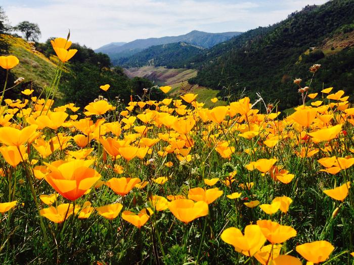 TRIMMER CAMPGROUND VIEWSSPRING TIME CALIFORNIA POPPIES