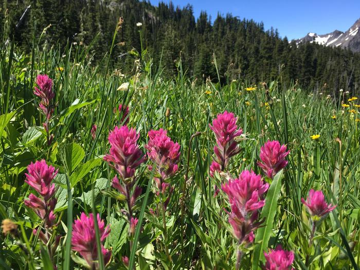 Wildflowers in a grassy meadow with a view of mountains in the background.Magenta Paintbrush at Glacier Meadows