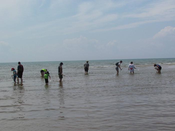 A group of people wade out into the shallow ocean shore looking for creatures.
