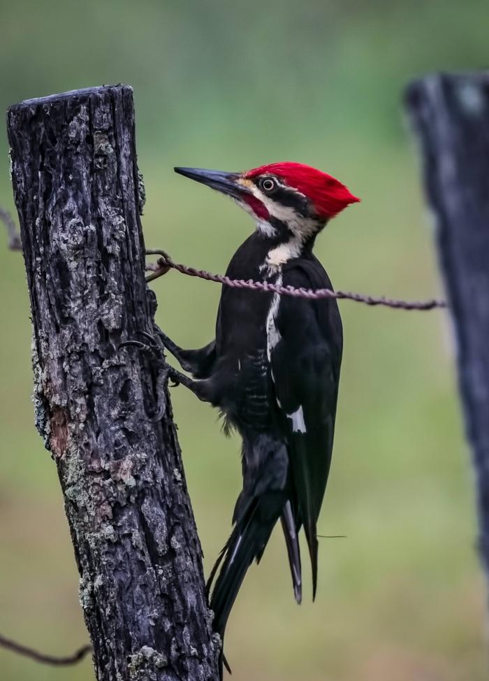 Pileated WoodpeckerCades Cove