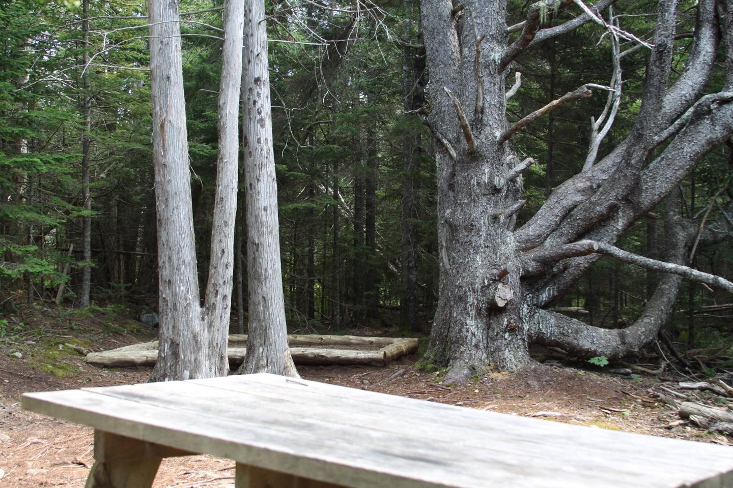A photo of Site H06 of Loop Hike-In at Schoodic Woods Campground with Picnic Table, Shade, Food Storage