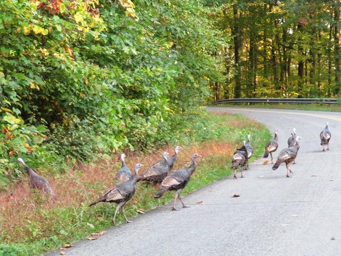 Wild Turkeys on roadway