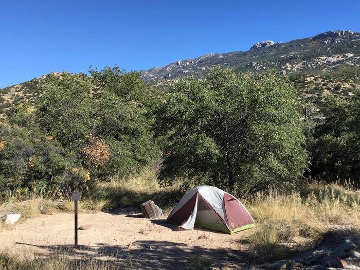 Campsite, Douglas Springs Campground, Saguaro National Park Wilderness