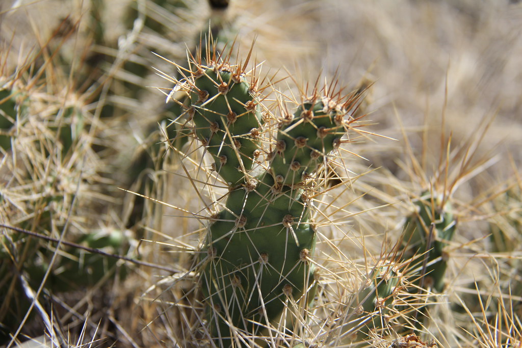 Cactus in the Juniper Dunes WIlderness