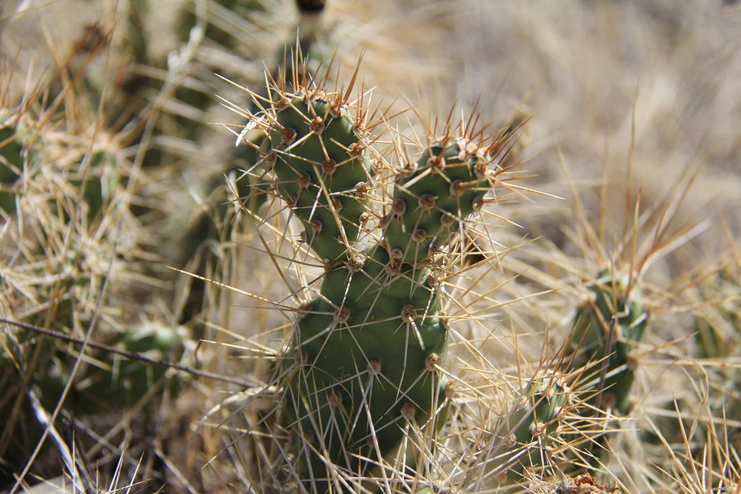 Cactus in the Juniper Dunes WIldernessCactus in the Juniper Dunes Wilderness
