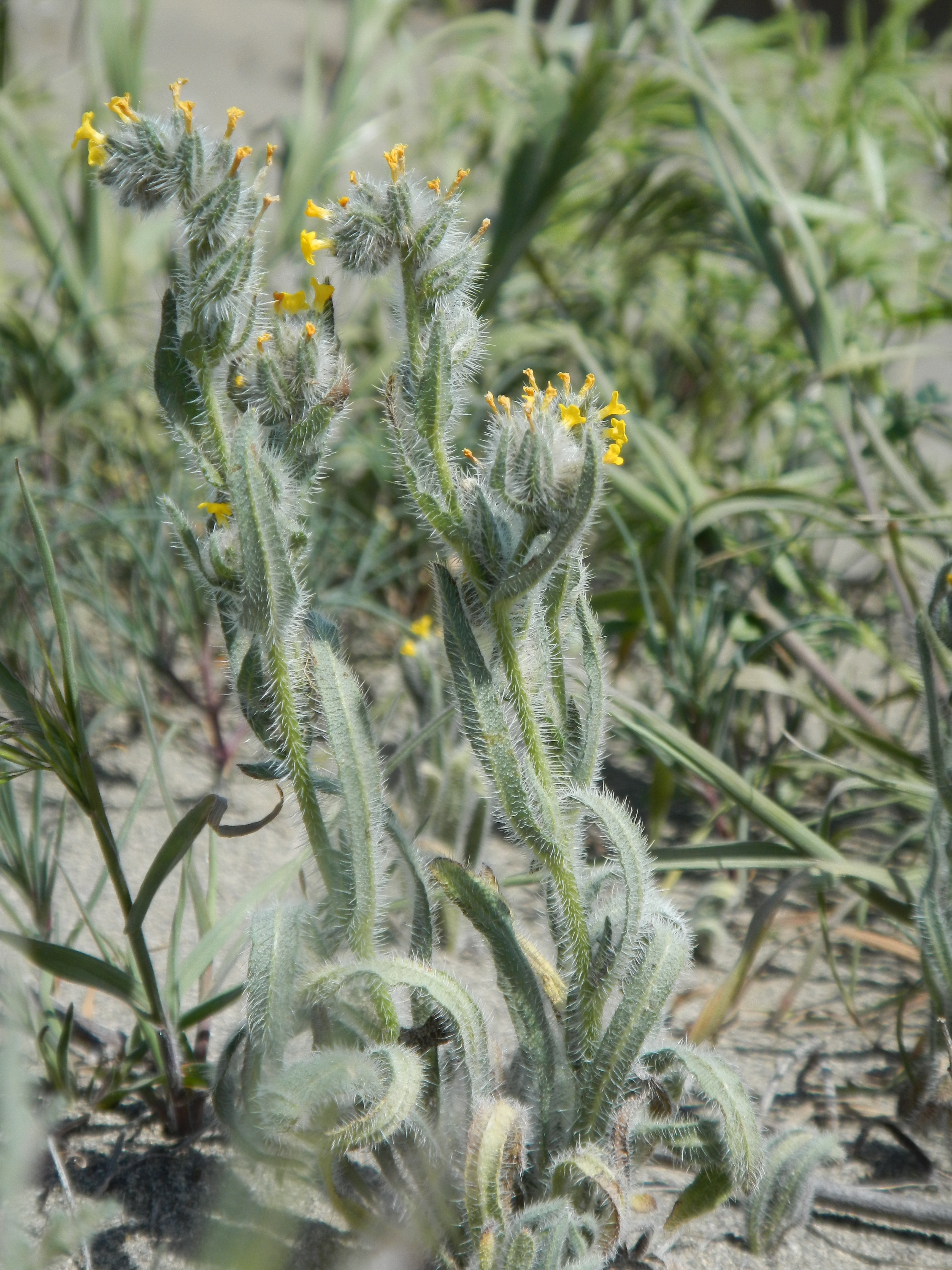 Wildflower close up at Juniper Dunes Wilderness