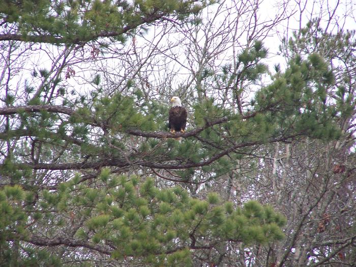 Bald Eagle at Lake Cumberland
