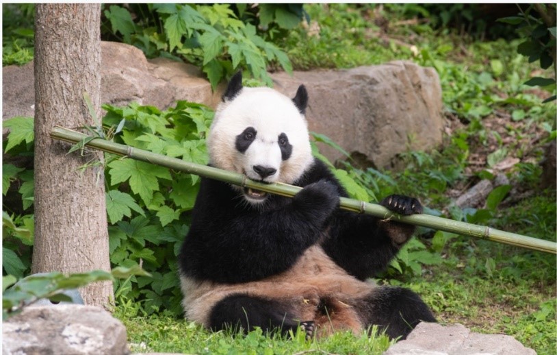 Bei Bei eating bamboo