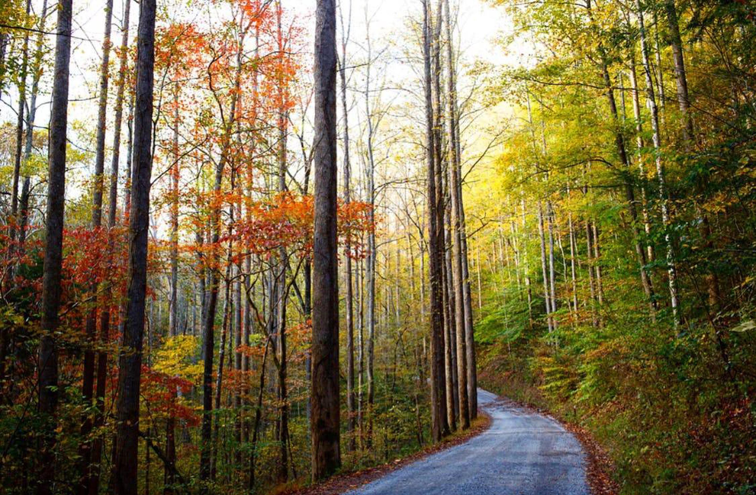 Big Creek Horse Camp, Great Smoky Mountains National Park - Recreation.gov