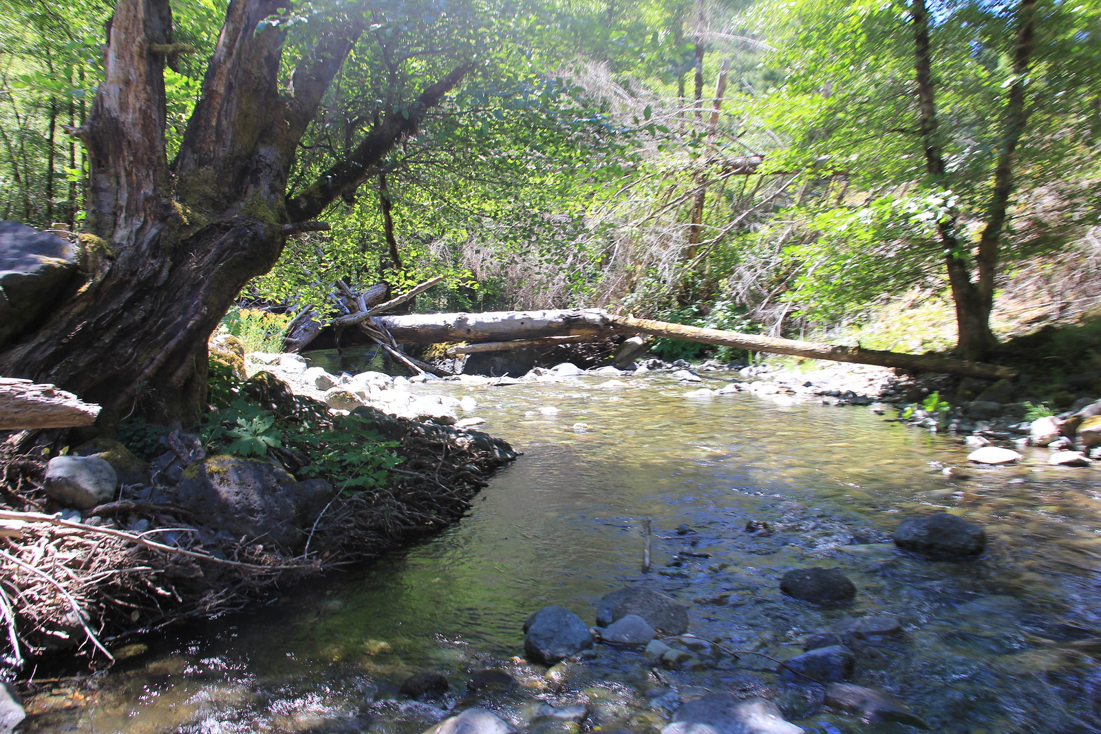 Mule Creek in July 2013