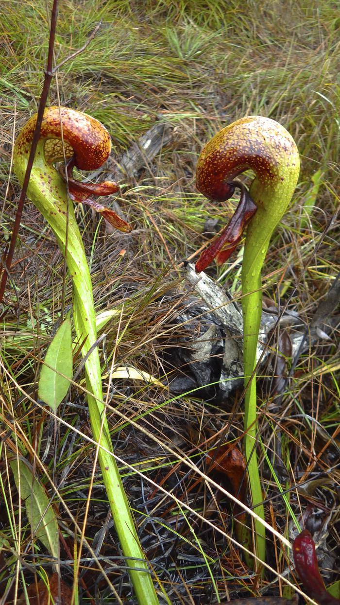 Pitcher plant at  the Eight Dollar Mountain Botanical Wayside