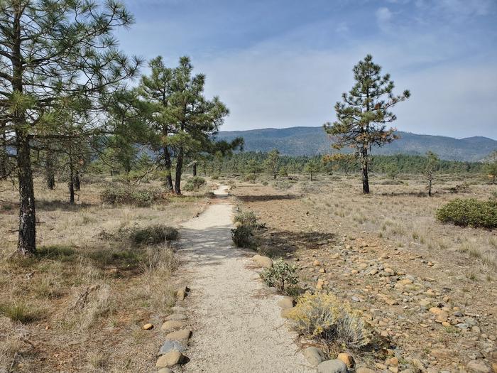 View along the Rough and Ready Flat trail.