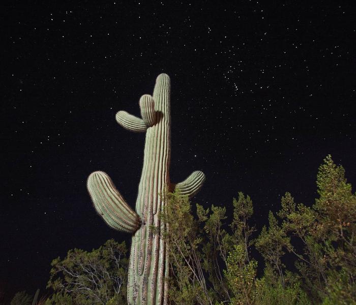 Night Sky at Organ Pipe Cactus National Monument with a saguaro.The night skies are spectacular here!
