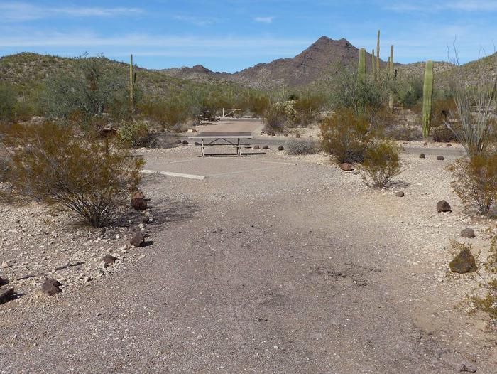 Pull-in parking tent camping site with picnic table and grill. Surrounded by cactus and desert vegetation.Site 176