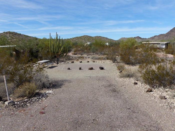Pull-in parking tent camping site with picnic table and grill. Surrounded by cactus and desert vegetation.Site 184