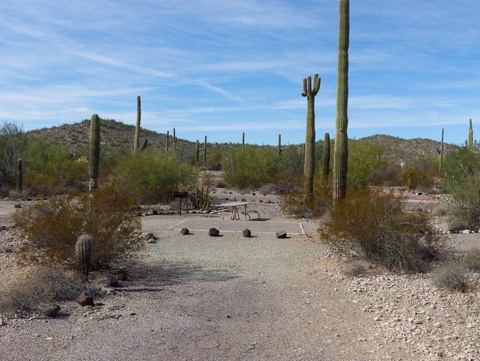 Pull-in parking tent camping site with picnic table and grill. Surrounded by cactus and desert vegetation.Site 190