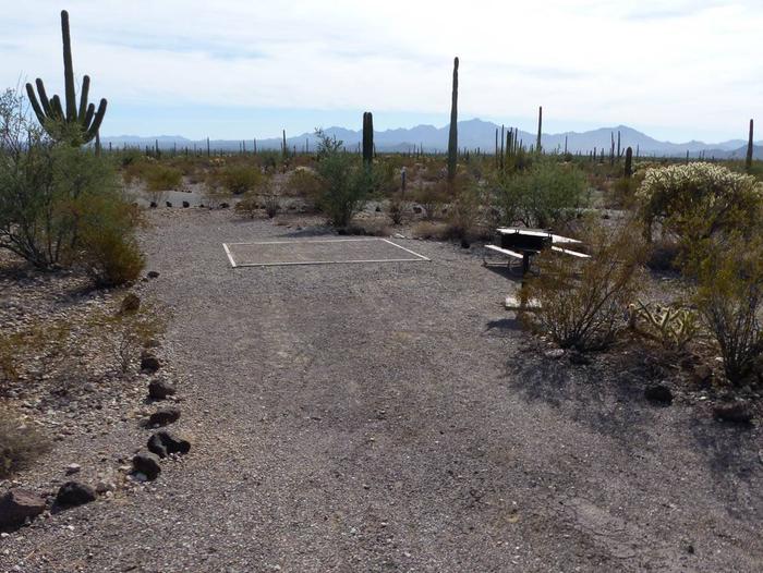 Pull-in parking tent camping site with picnic table and grill. Surrounded by cactus and desert vegetation.Site 196