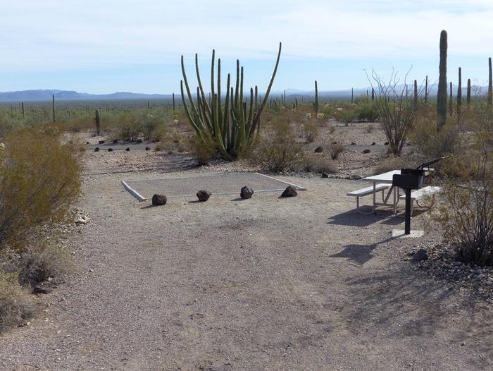 Pull-in parking tent camping site with picnic table and grill. Surrounded by cactus and desert vegetation.Site 204