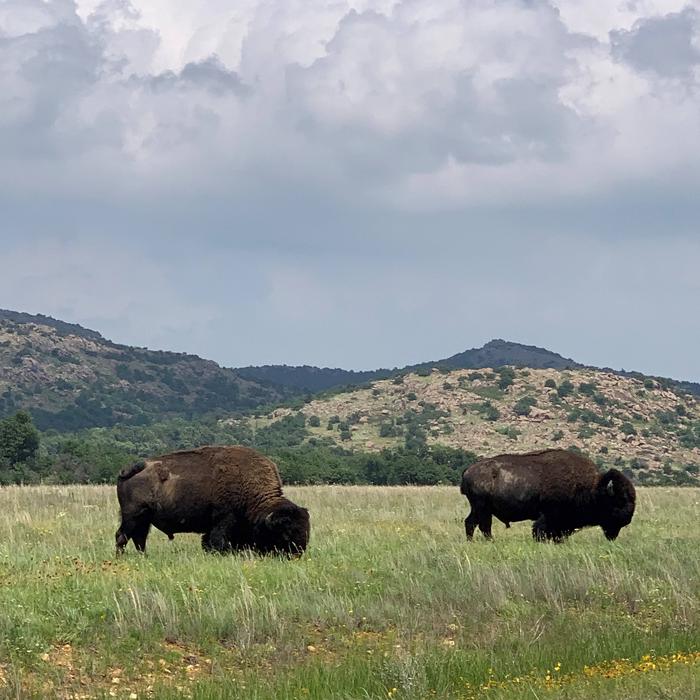 American bison graze the prairie.Wildlife abounds at the Wichita Mountains. Bison, elk, deer, and longhorn all roam freely.