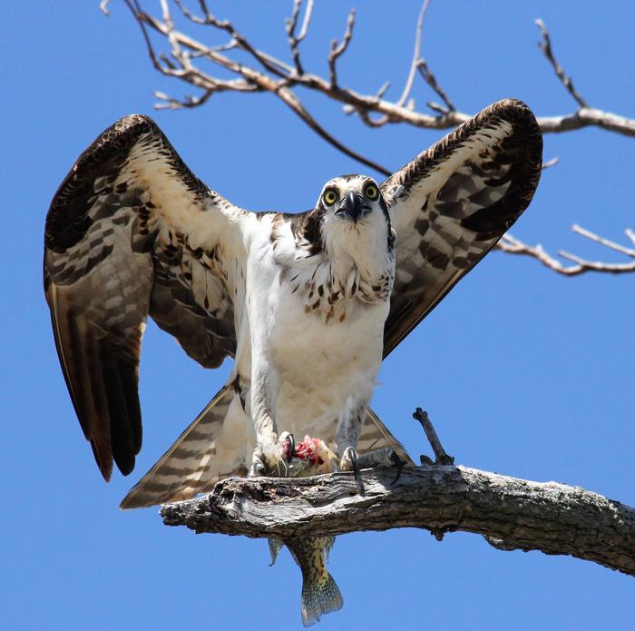 Osprey perched on a tree branchOsprey Perched on a tree branch while eating a fish