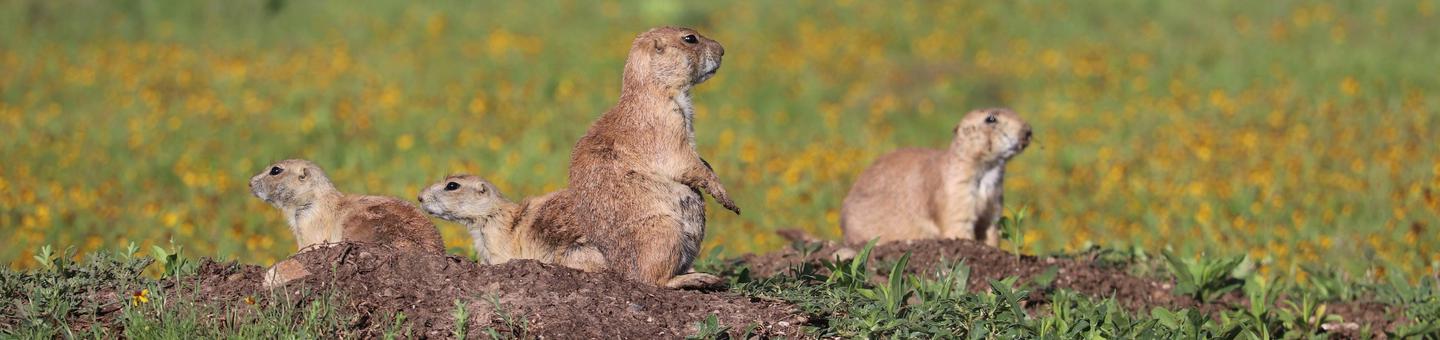A family of prairie dogs are surrounded by yellow flowered fields.Prairie dogs are common residents throughout the refuge.