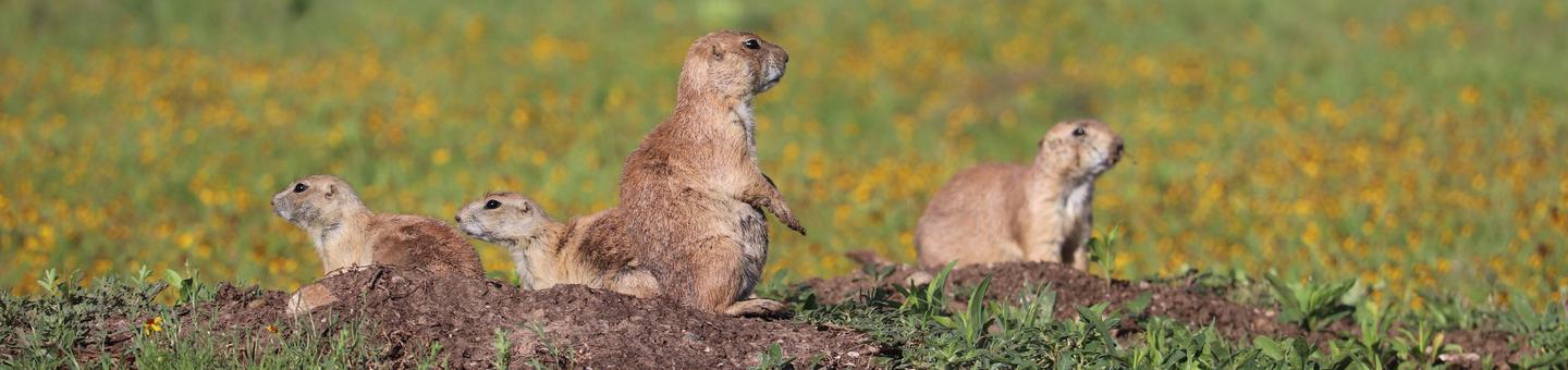 A family of prairie dogs are surrounded by yellow flowered fields.Prairie dogs are common residents throughout the refuge.